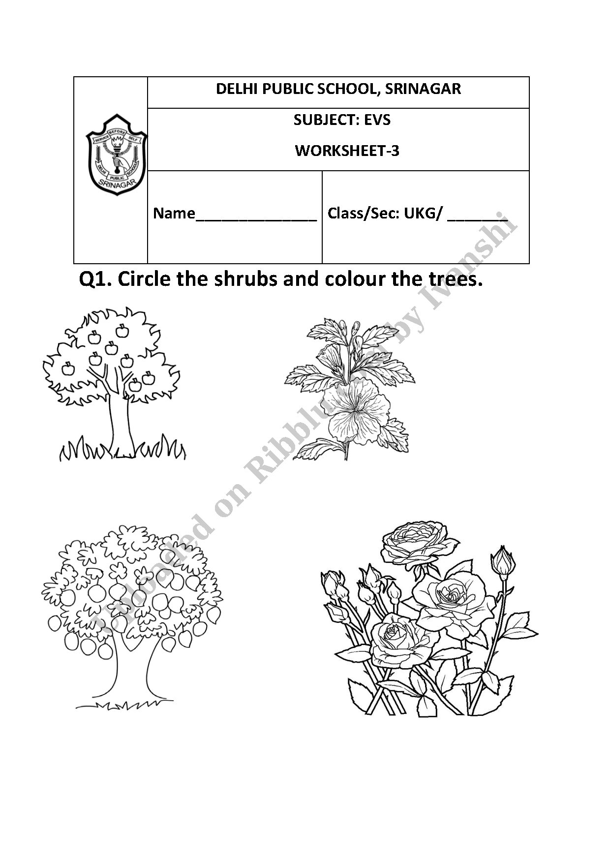 Preview cover for Identifying Plants and Animals Worksheet for UKG