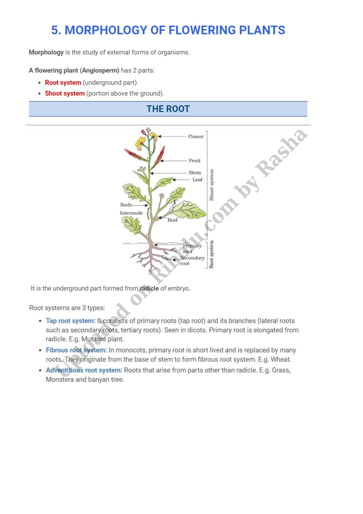 Preview cover for Morphology of Flowering Plants Class 11 Notes CBSE Biology
